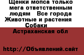 Щенки мопса только мега-ответственным людям - Все города Животные и растения » Собаки   . Астраханская обл.